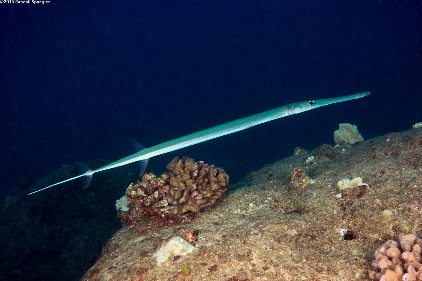 Fistularia commersonii (Bluespotted Cornetfish)