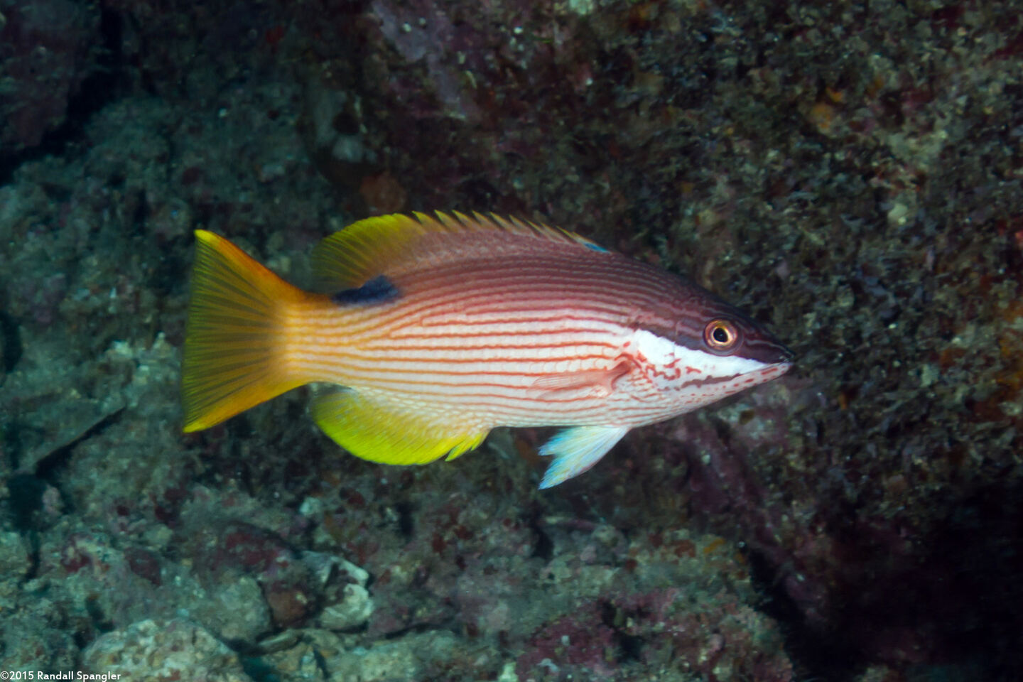 Bodianus albotaeniatus (Hawaiian Hogfish)