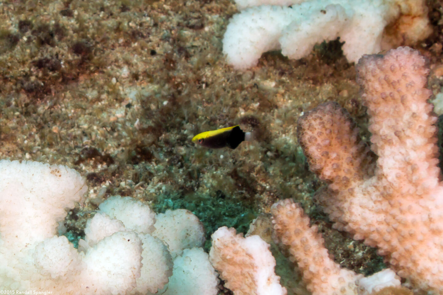 Bodianus albotaeniatus (Hawaiian Hogfish)