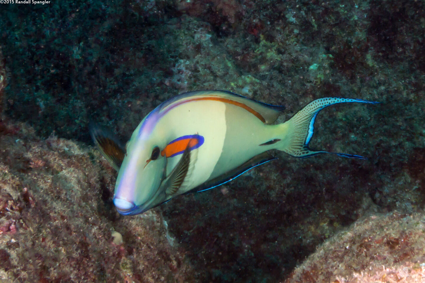 Acanthurus olivaceus (Orangeband Surgeonfish)
