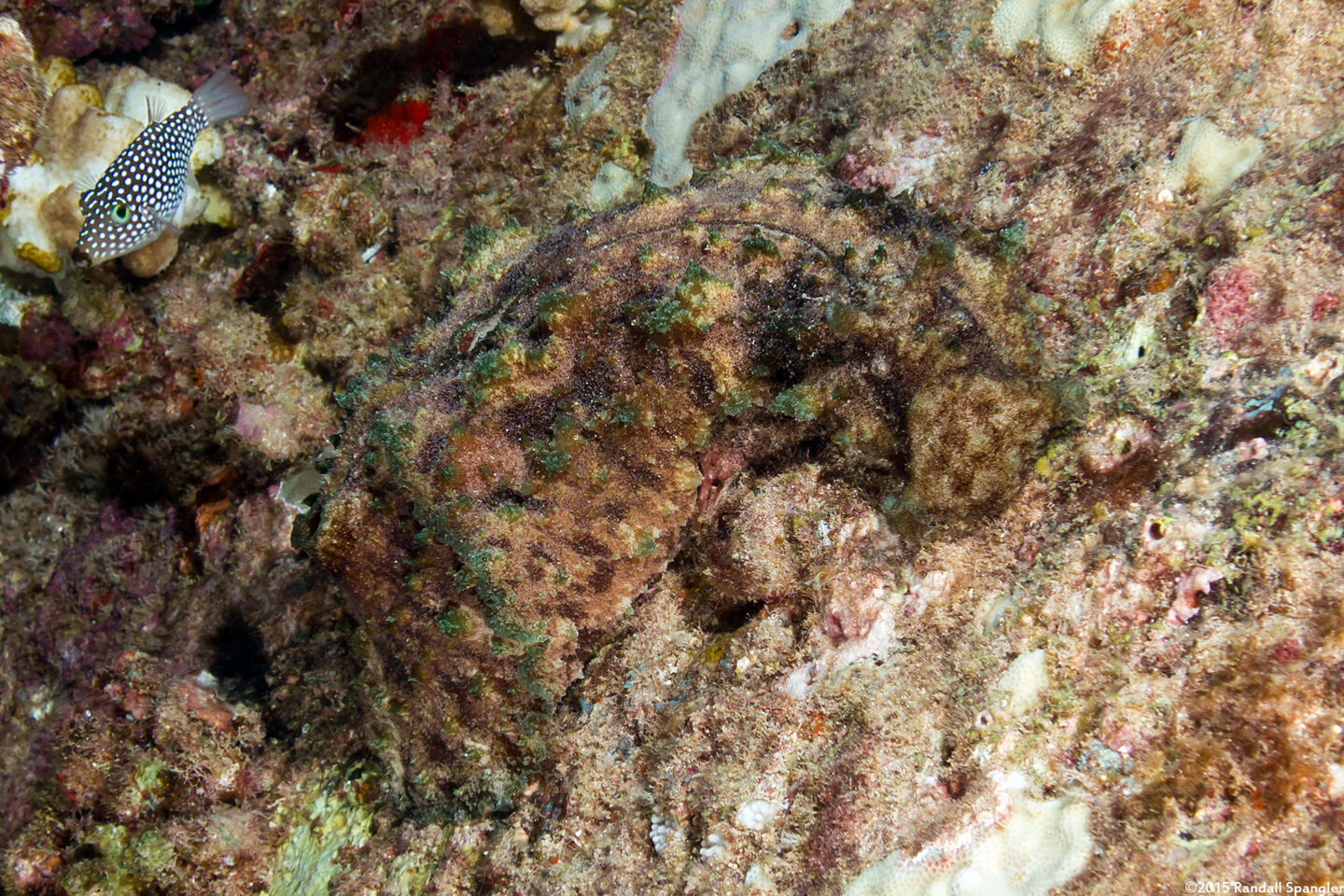 Dolabella auricularia (Eared Sea Hare)