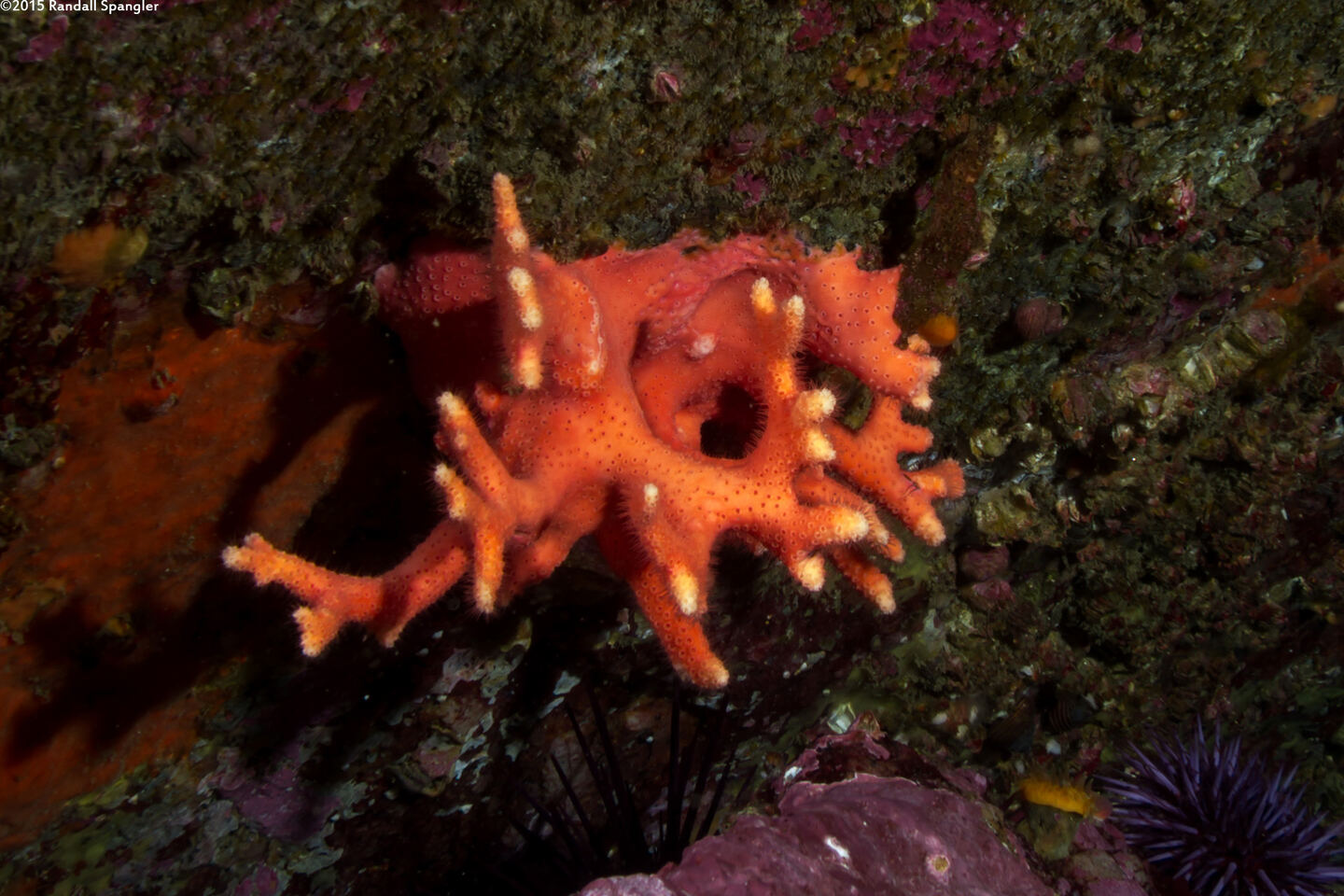 Stylaster californicus (California Hydrocoral)