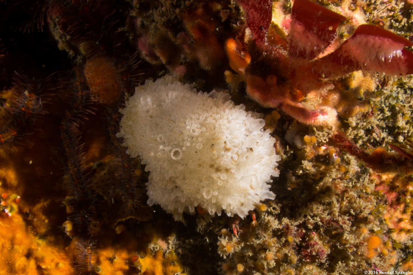 Leucosolenia eleanor (Tube Ball Sponge)