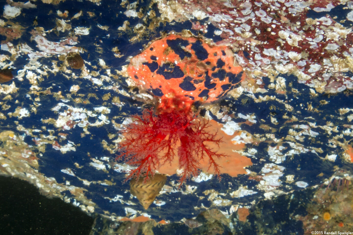 Psolus chitonoides (Slipper Sea Cucumber)