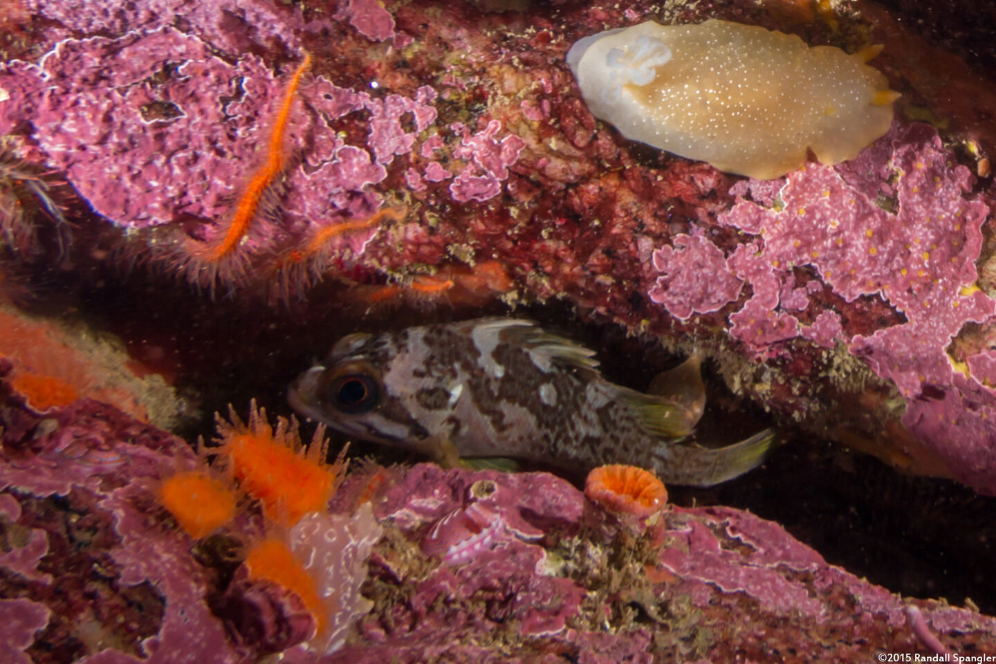 Sebastes carnatus (Gopher Rockfish)