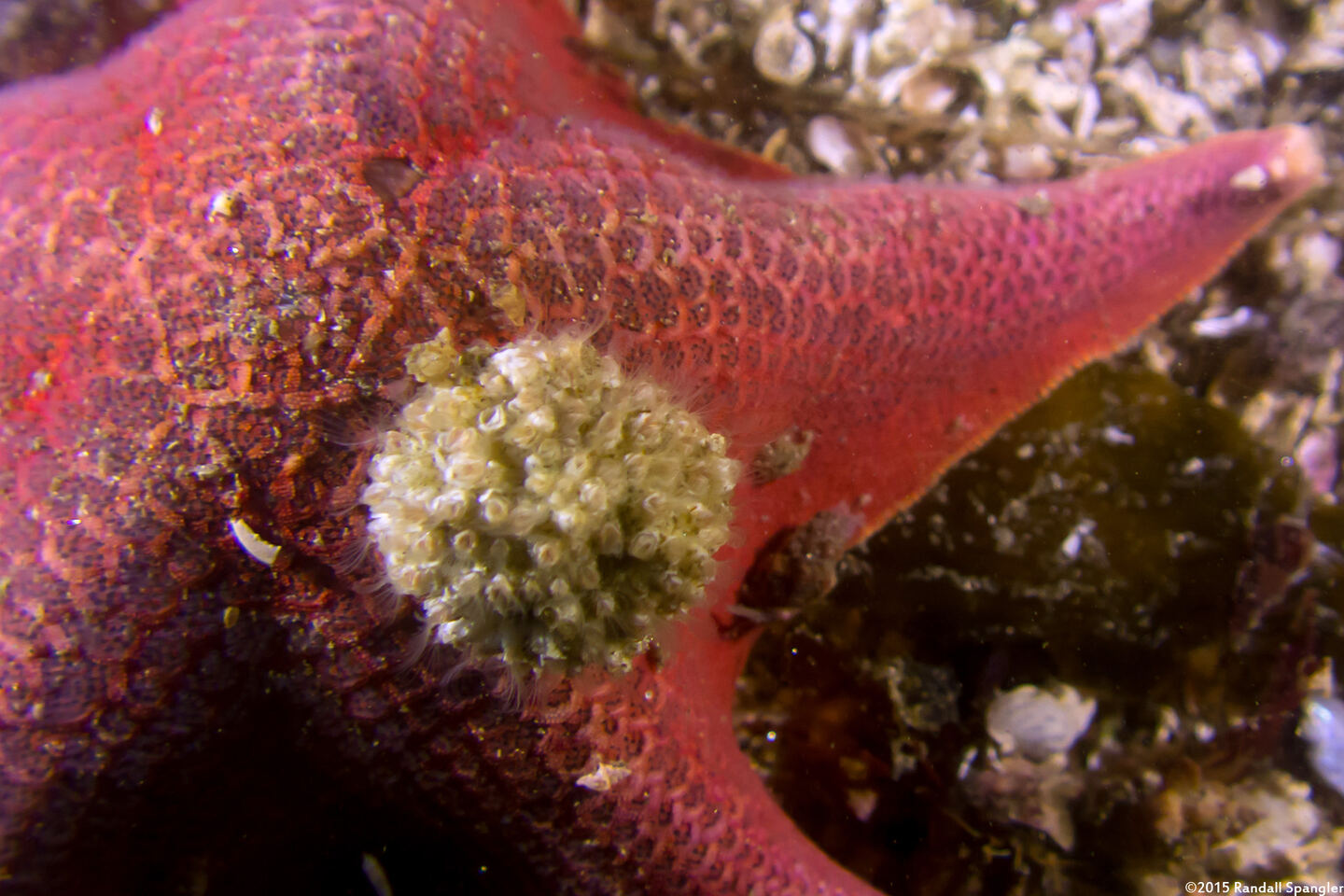 Balanus crenatus (Acorn Barnacle); Small ones on a bat star