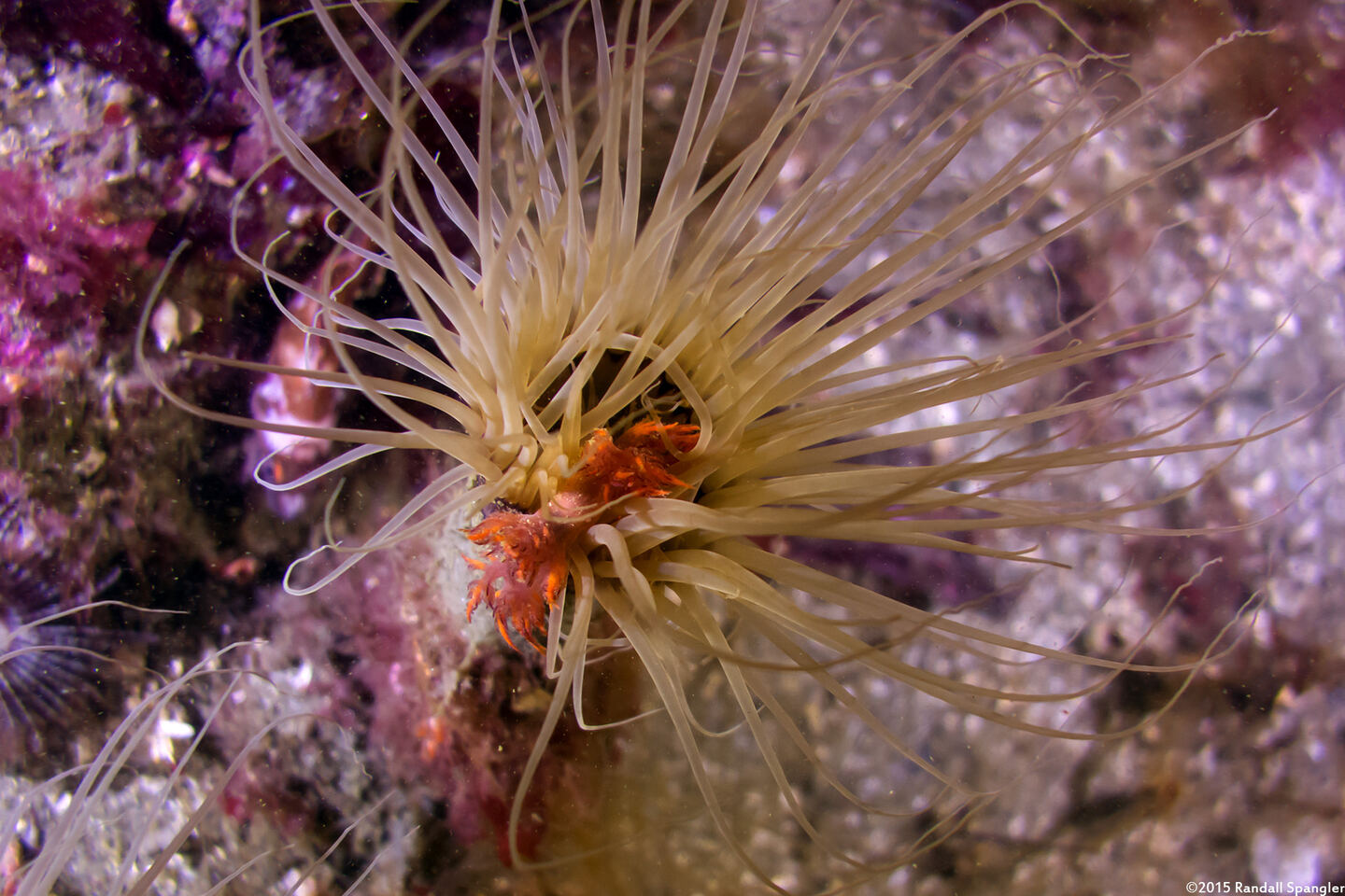 Dendronotus iris (Rainbow Dendronotus); Tiny one feeding on an anemone