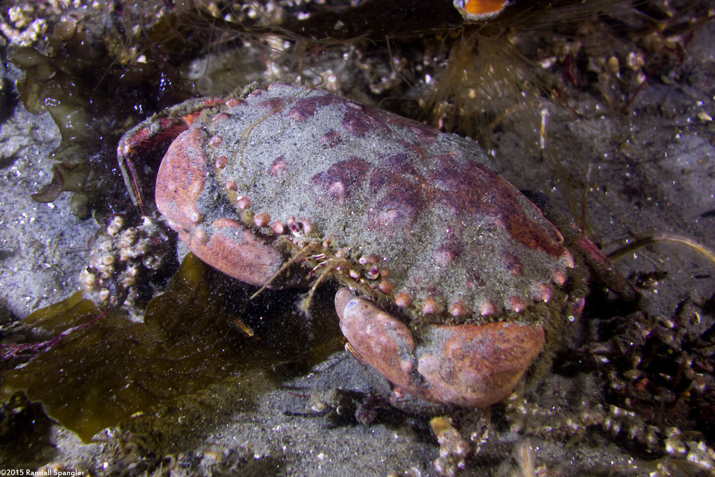 Romaleon antennarium (Pacific Rock Crab)
