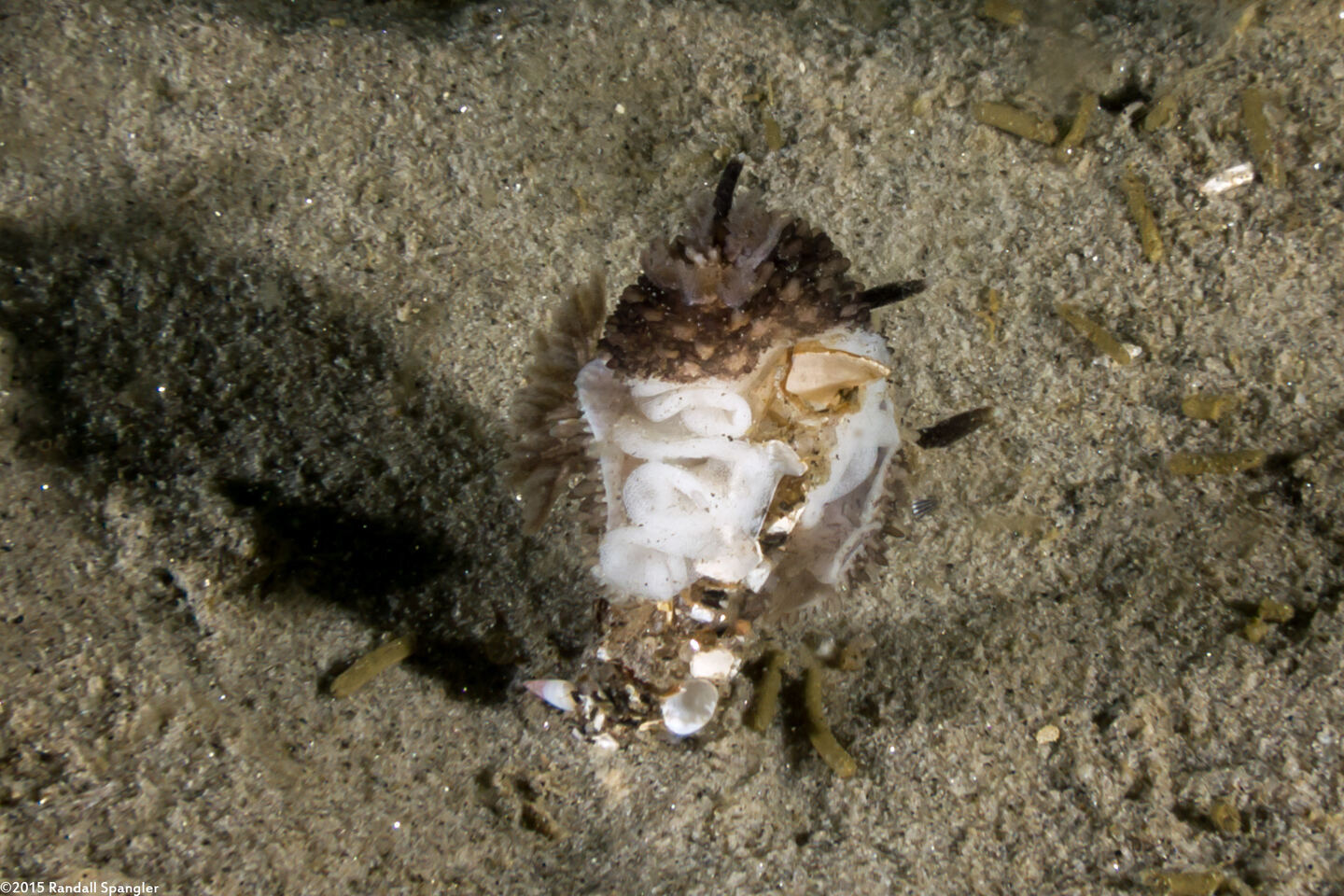 Acanthodoris brunnea (Brown Horned Dorid)