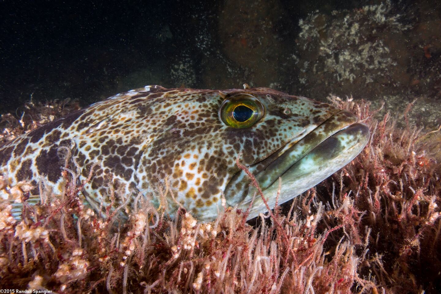 Ophiodon elongatus (Lingcod)