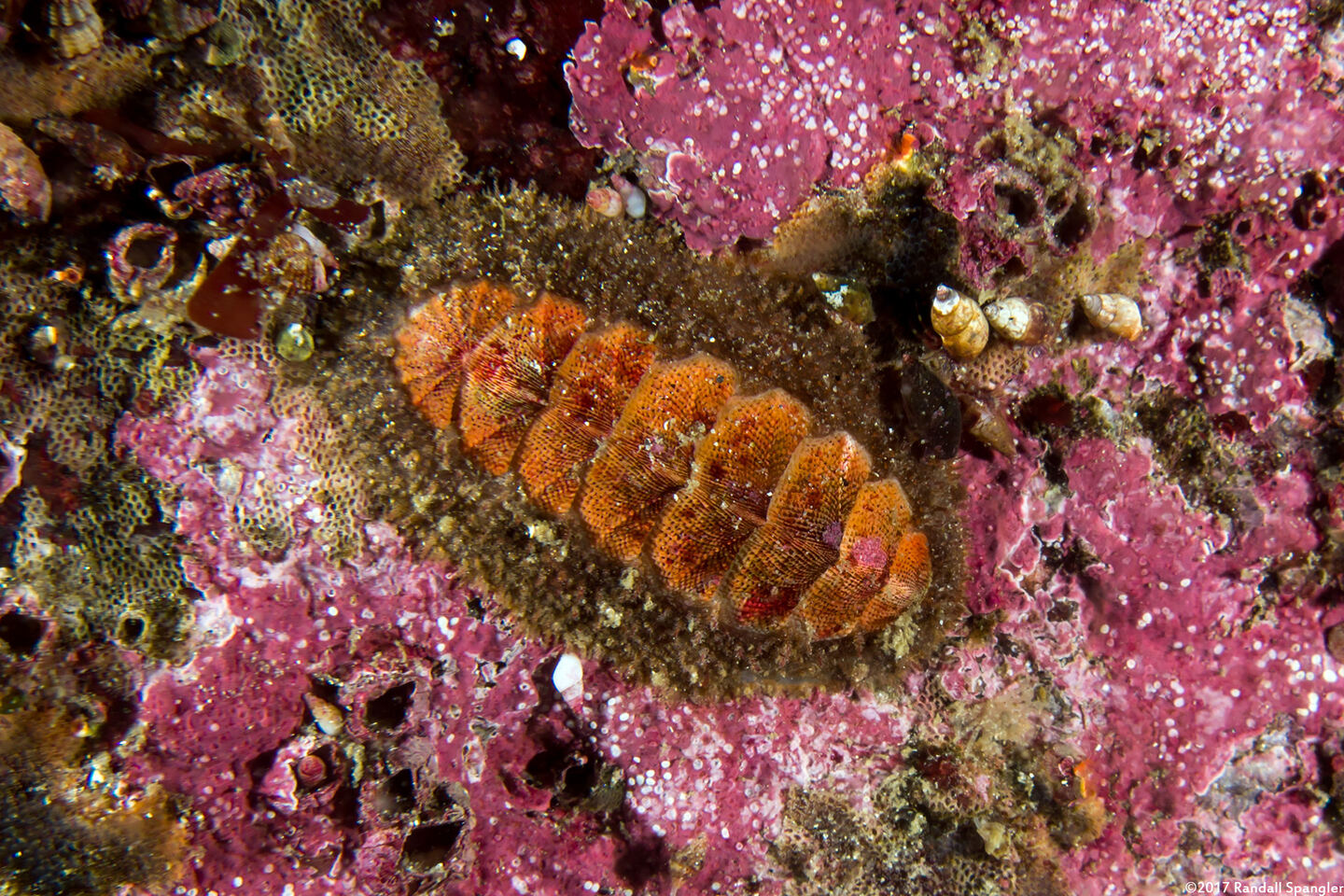 Mopalia ciliata (Hairy Chiton)