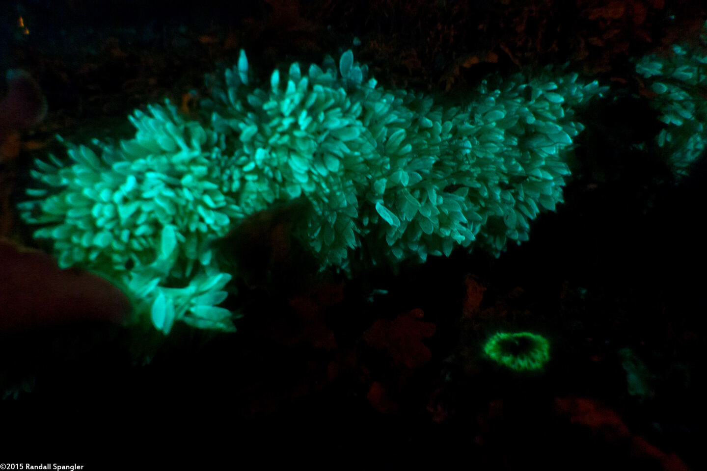 Ceratostoma foliatum (Leafy Hornmouth)