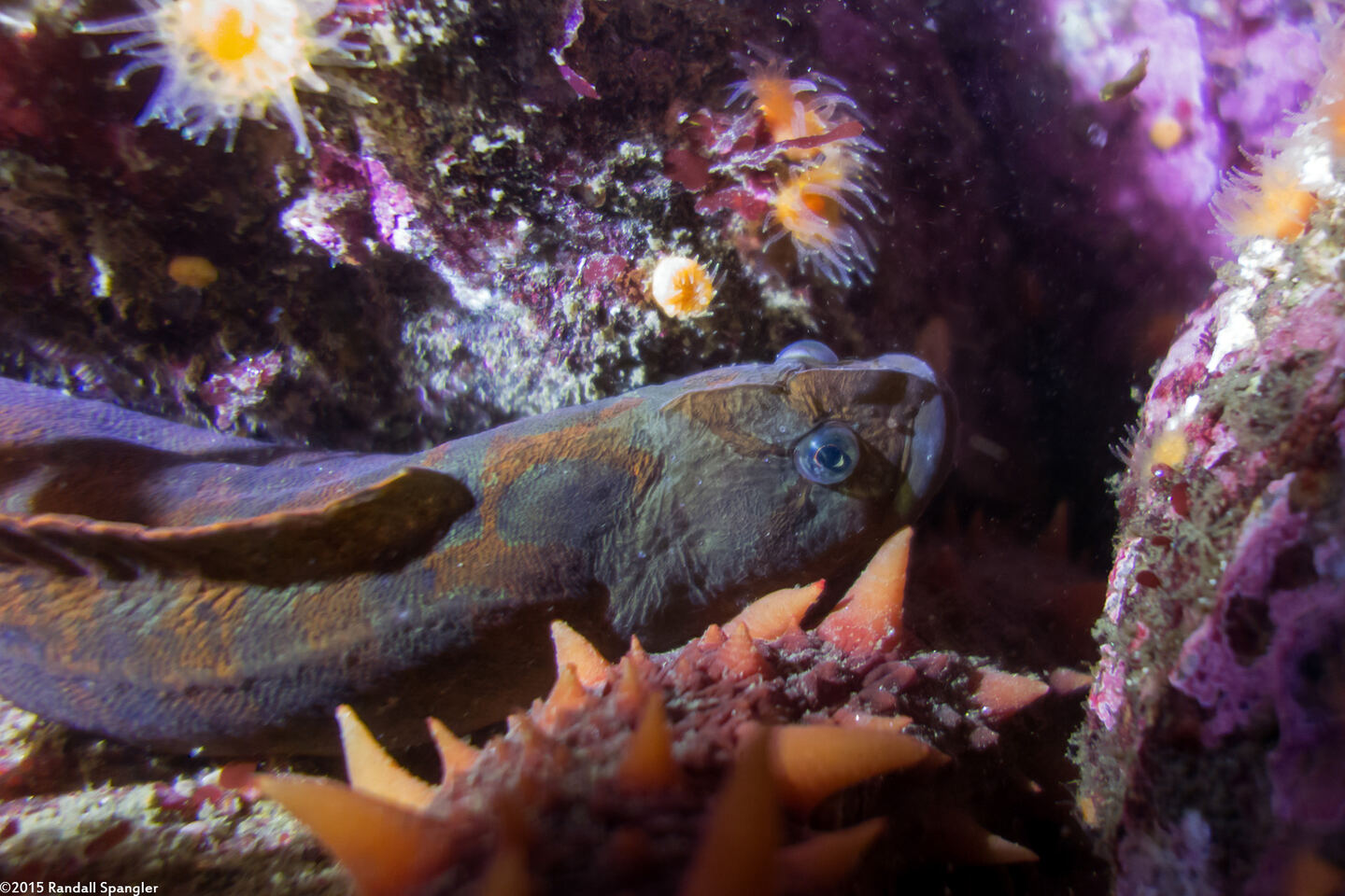 Cebidichthys violaceus (Monkeyface Prickleback)