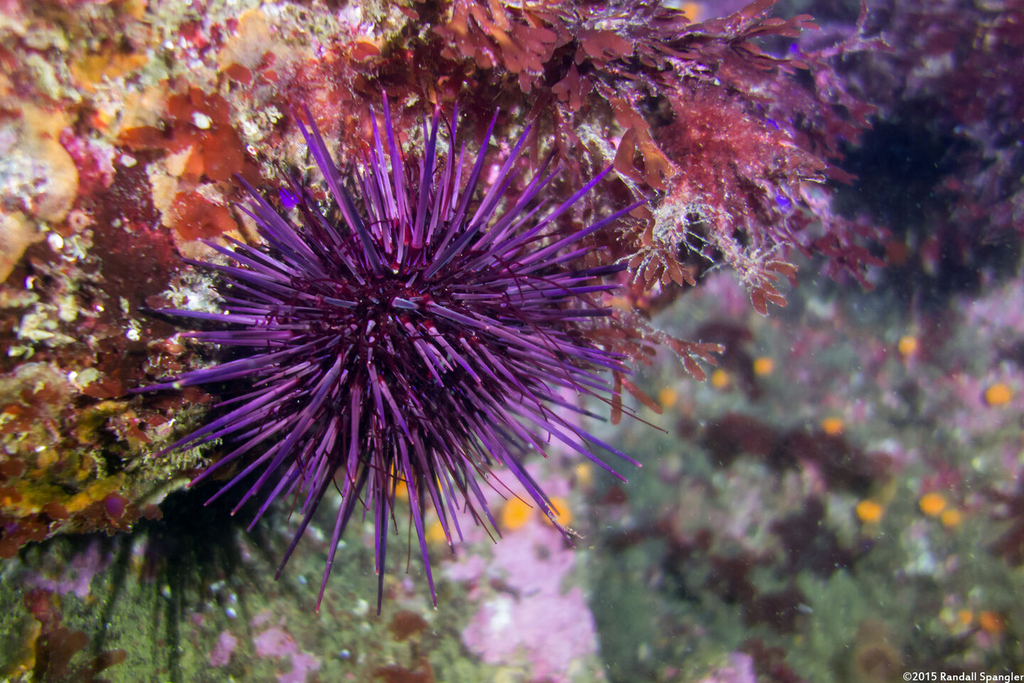 Strongylocentrotus purpuratus (Purple Sea Urchin)