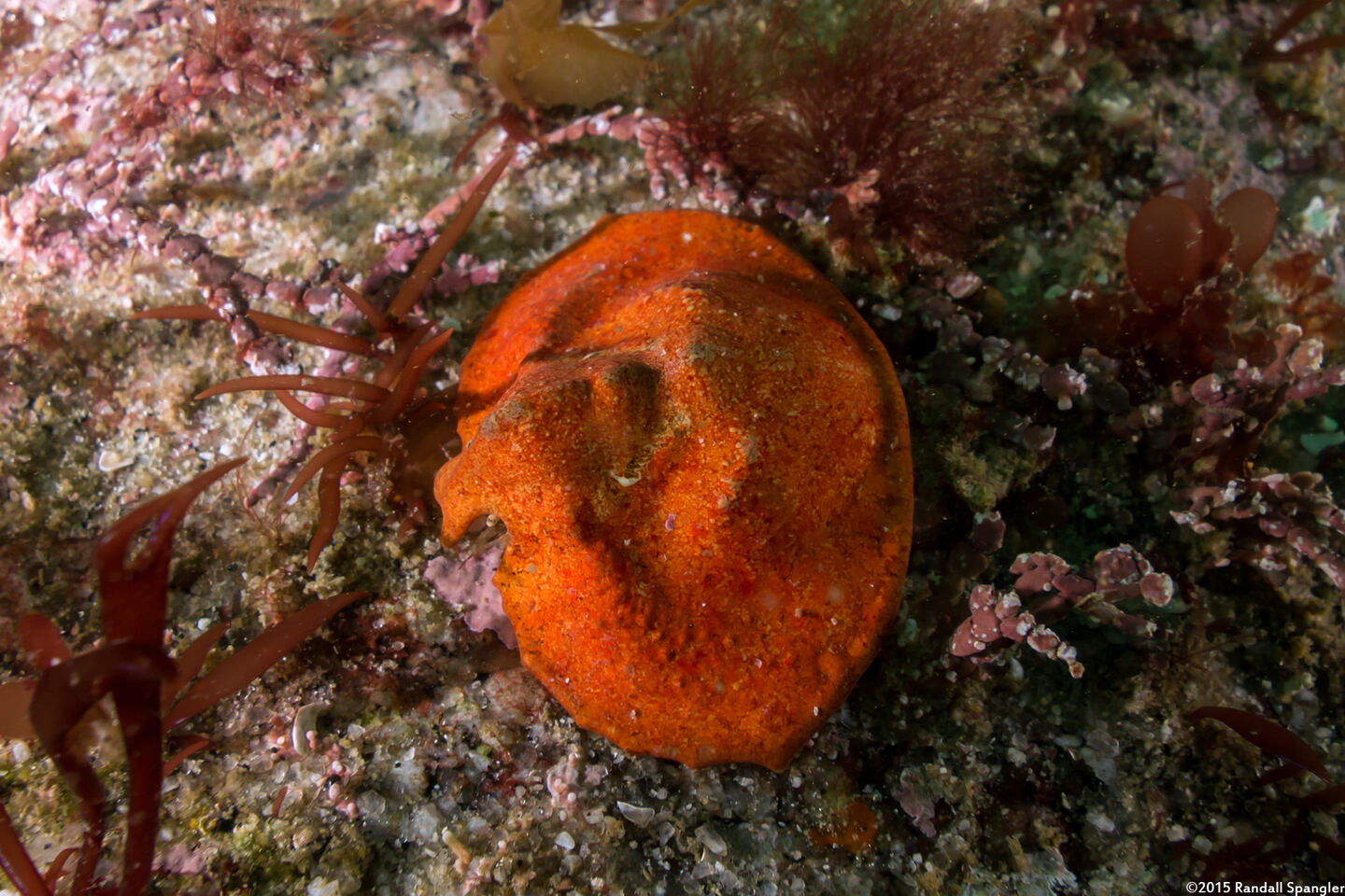 Cryptolithodes sitchensis (Umbrella Crab)