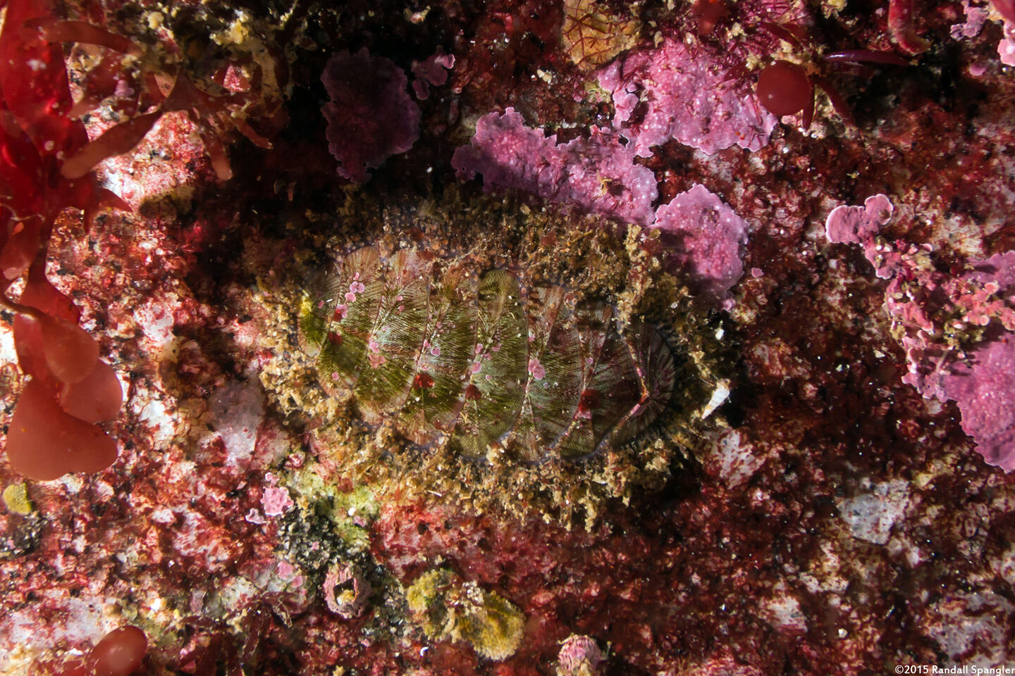 Mopalia lignosa (Woody Chiton)