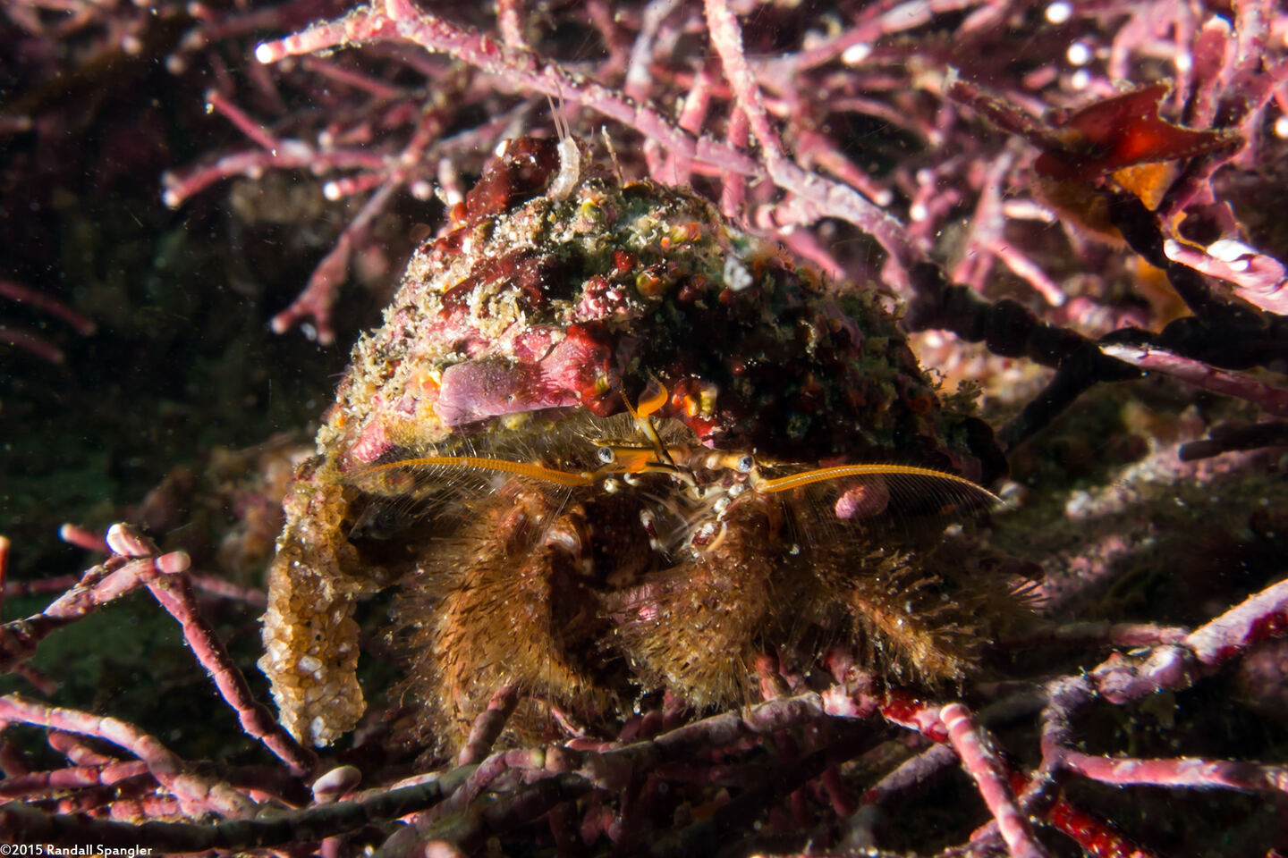 Paguristes ulreyi (Furry Hermit Crab)