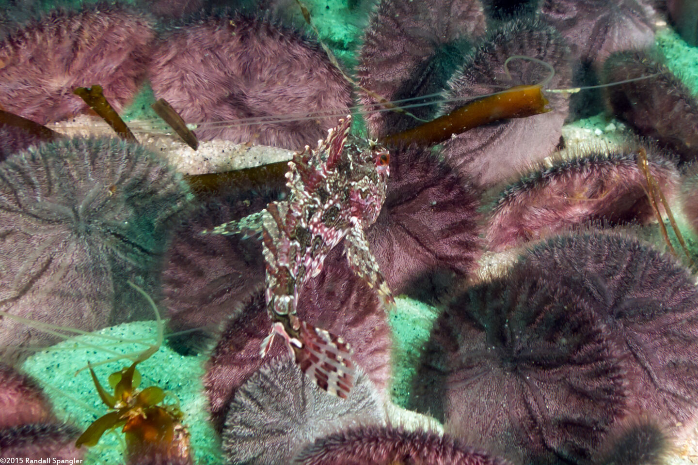 Scorpaenichthys marmoratus (Cabezon)