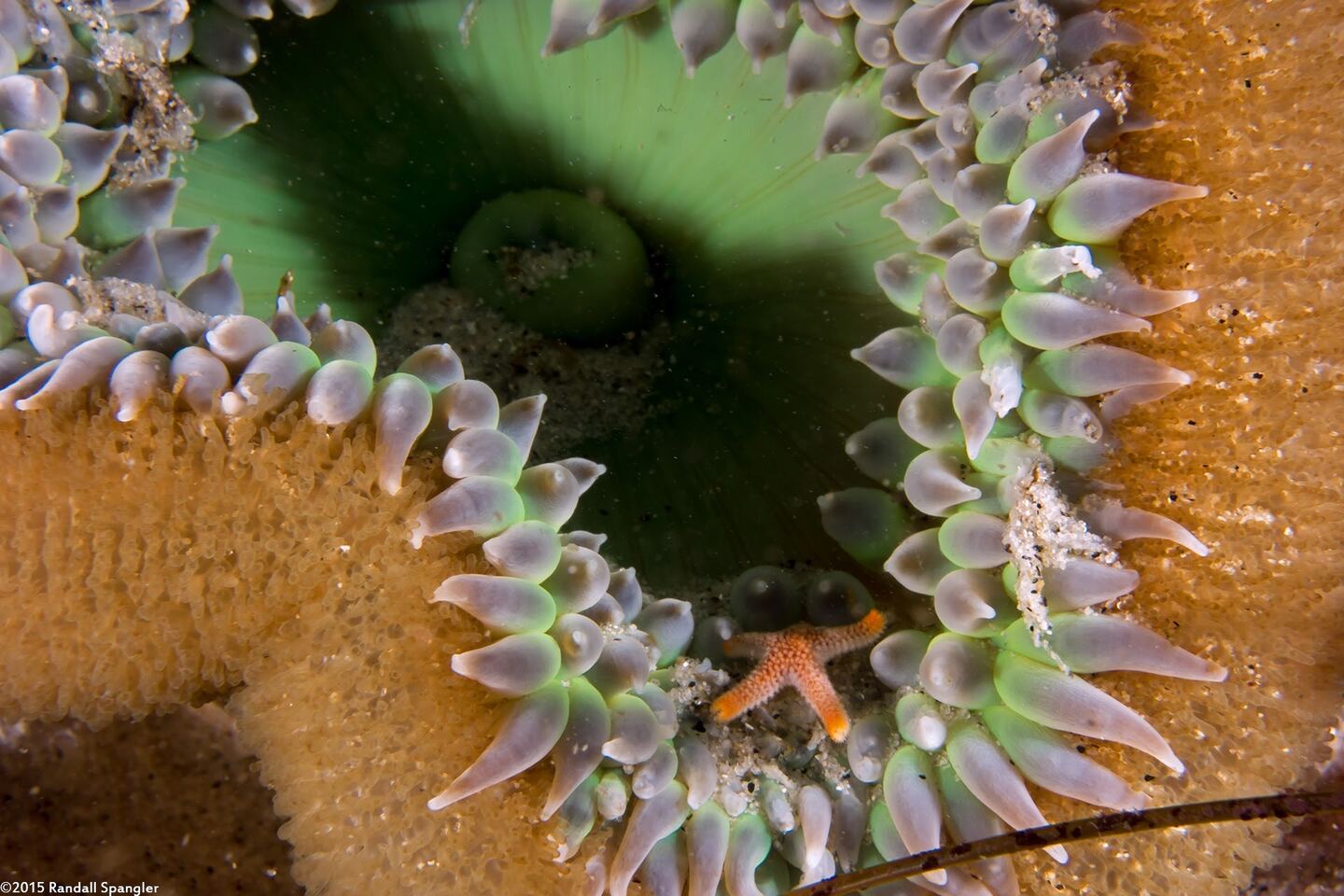 Anthopleura xanthogrammica (Giant Green Anemone)