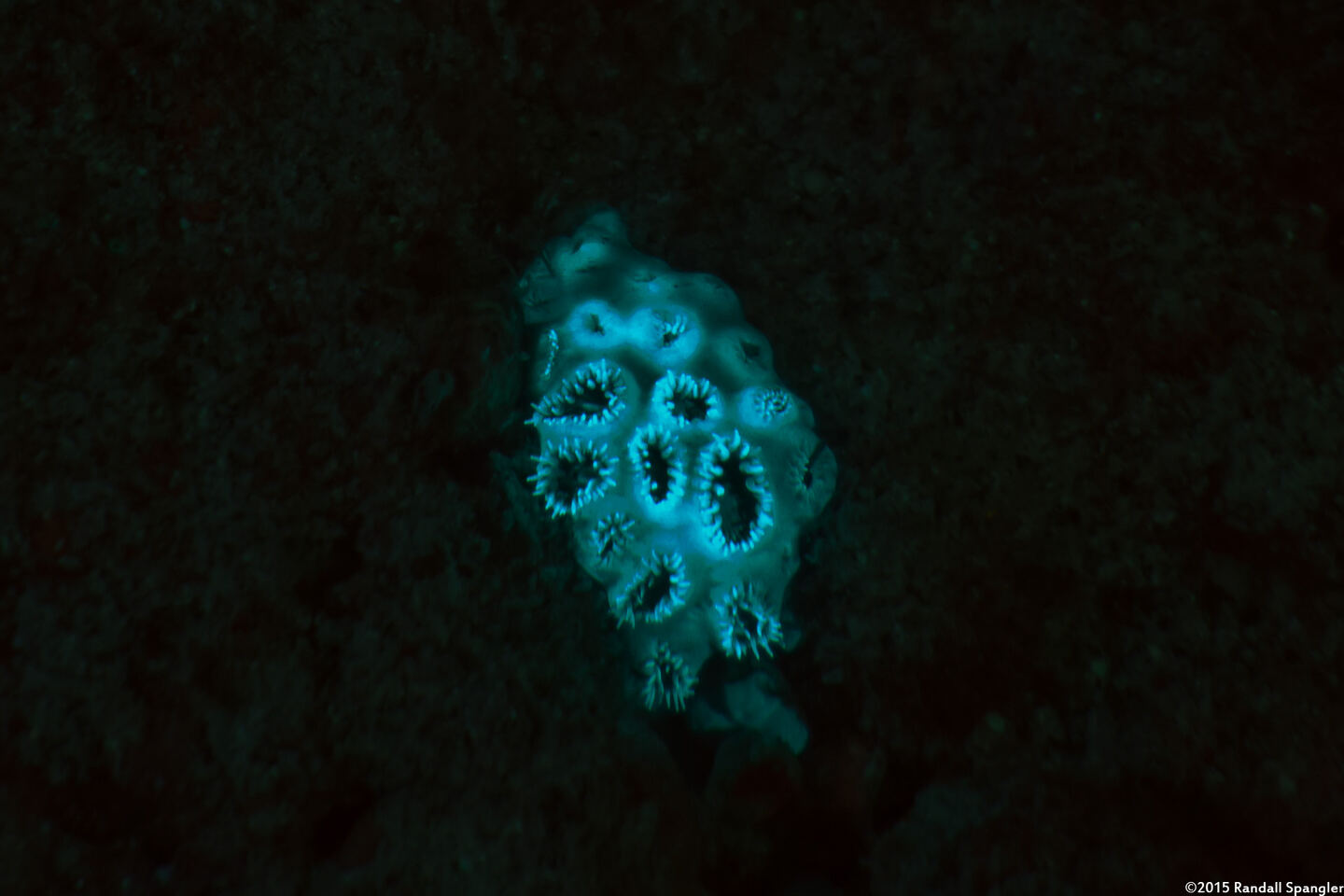 Palythoa caesia (Blue-Gray Zoanthid)