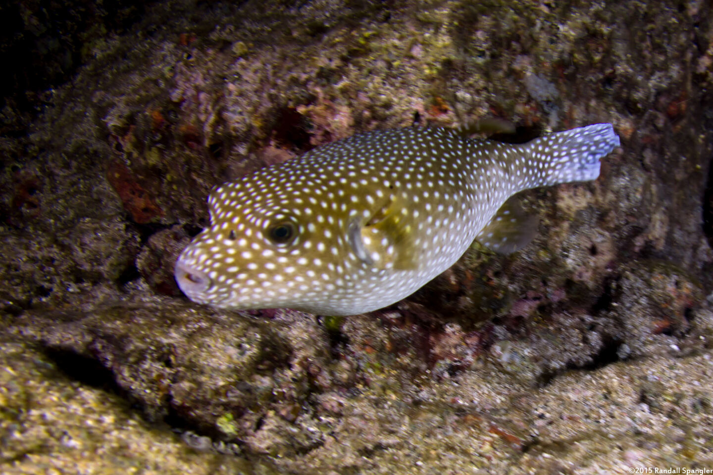 Arothron meleagris (Spotted Puffer)