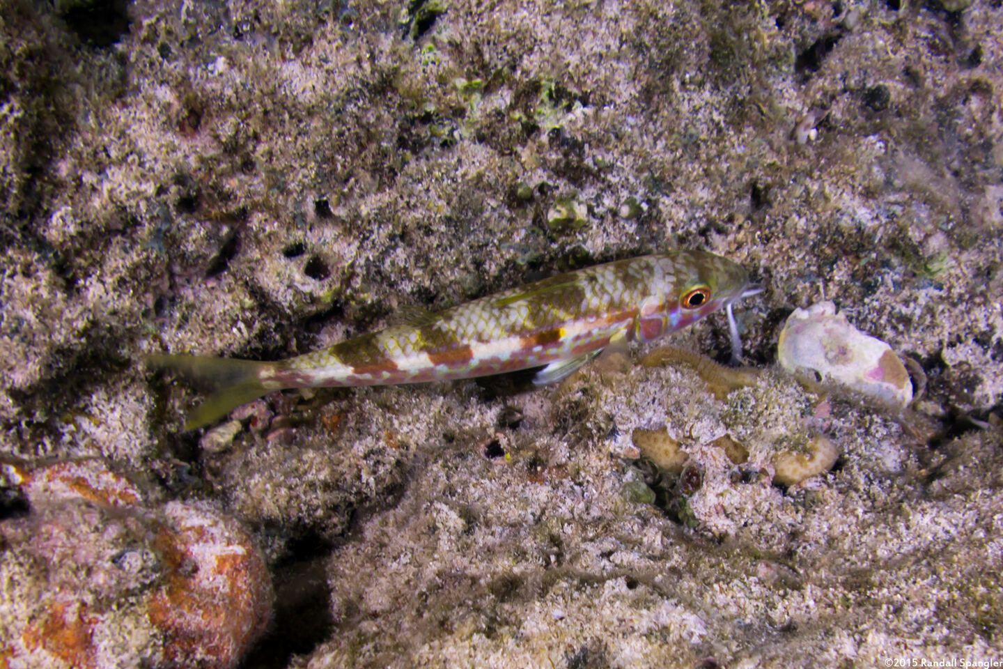 Mulloidichthys flavolineatus (Yellowstripe Goatfish)