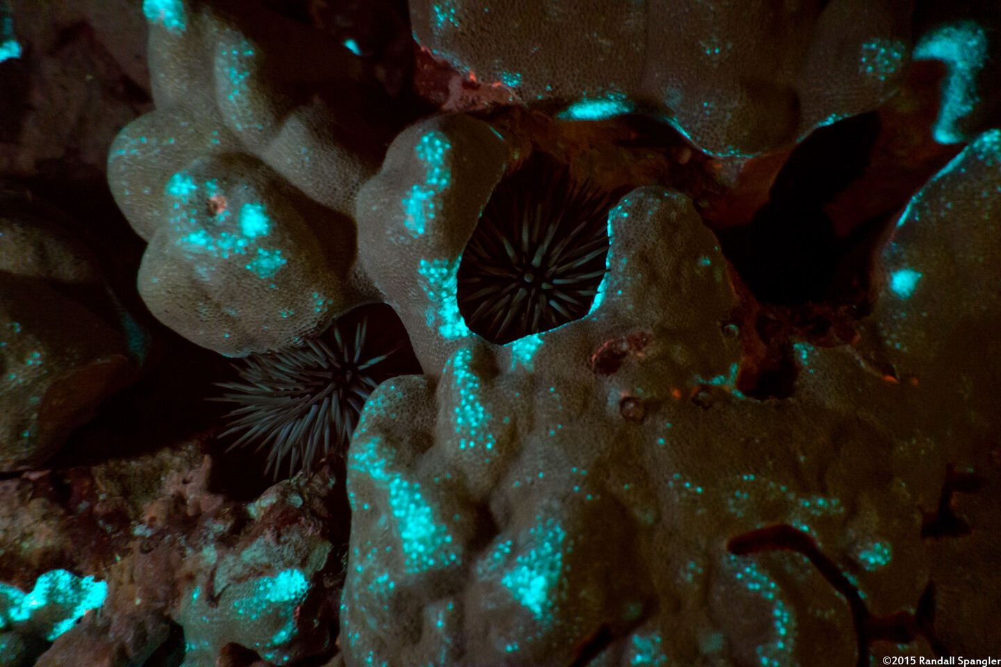 Echinometra mathaei (Rock-Boring Urchin)