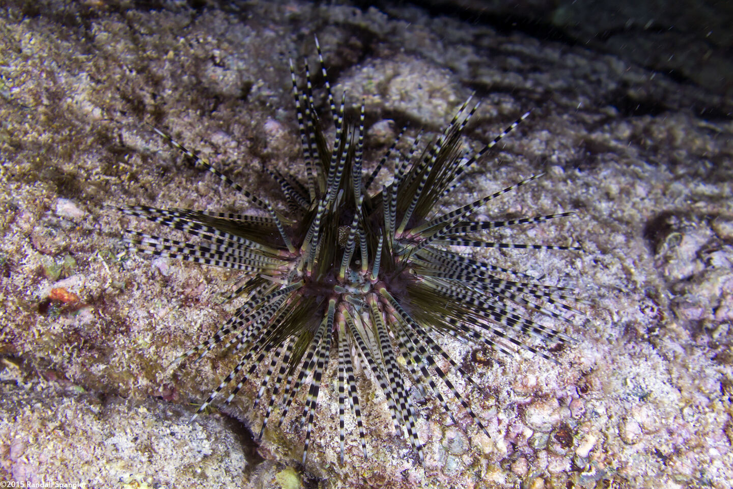 Echinothrix calamaris (Double-Spined Urchin)