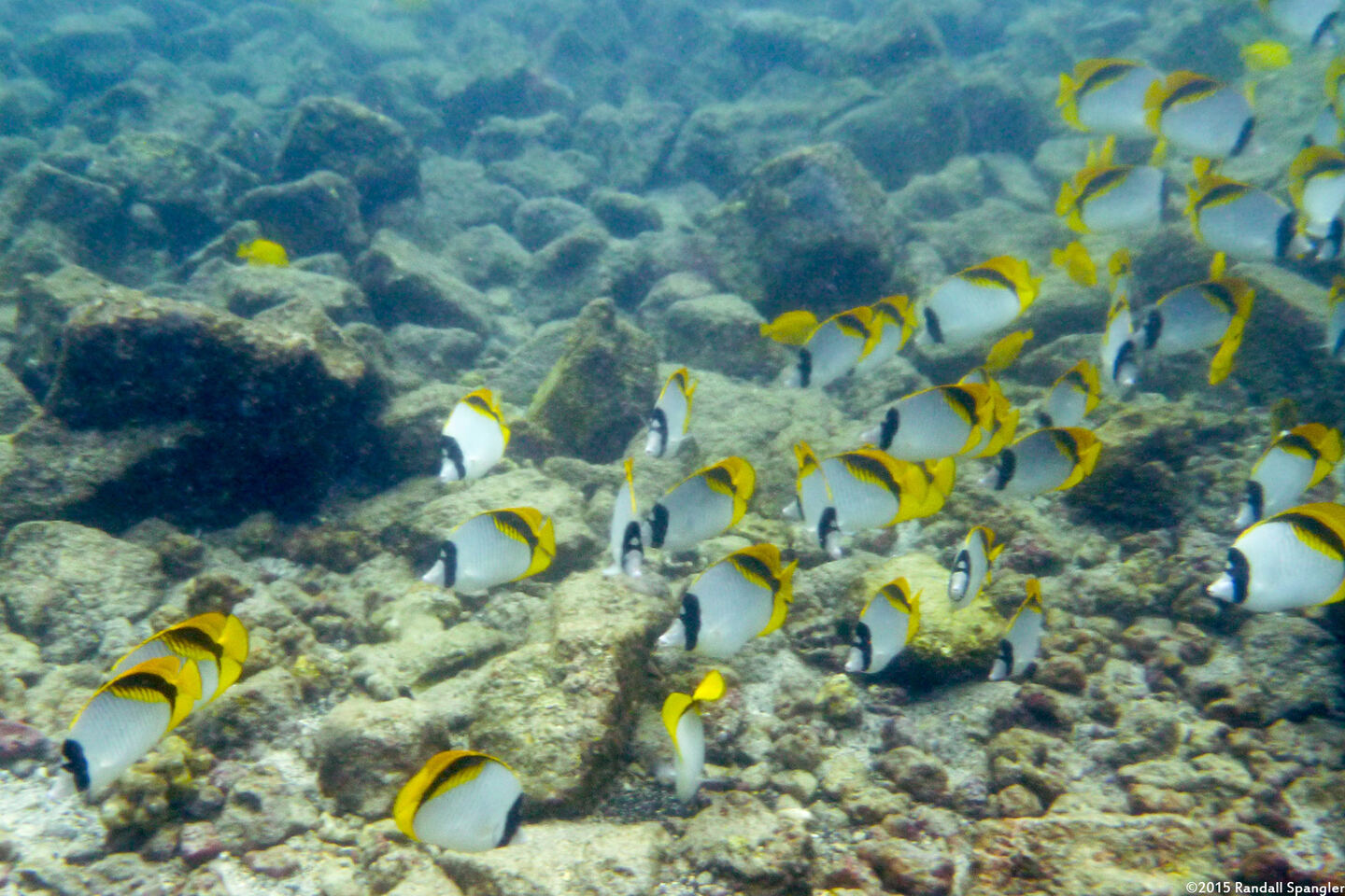 Chaetodon lineolatus (Lined Butterflyfish)