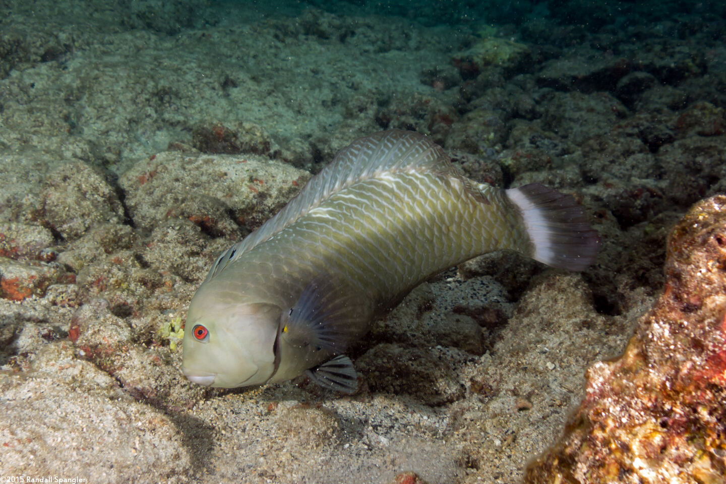 Novaculichthys taeniourus (Rockmover Wrasse)