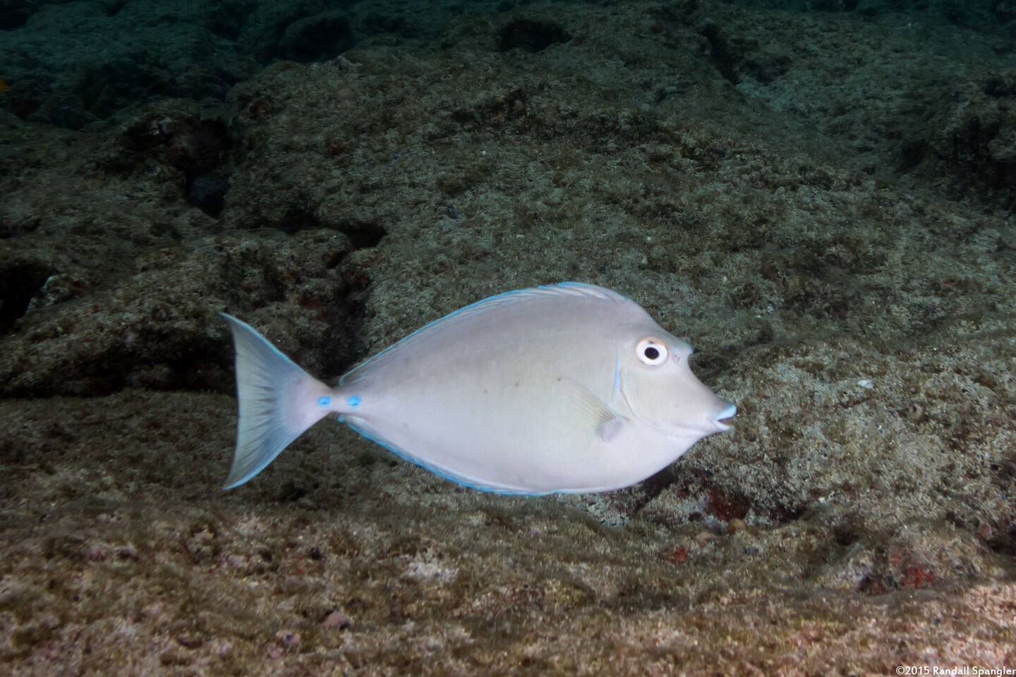 Naso unicornis (Bluespine Unicornfish)