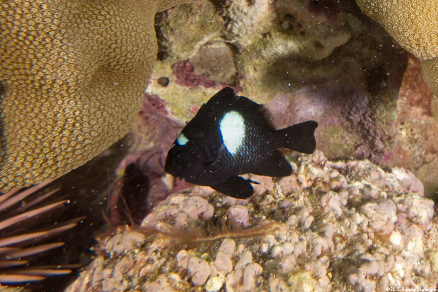 Dascyllus albisella (Hawaiian Dascyllus)