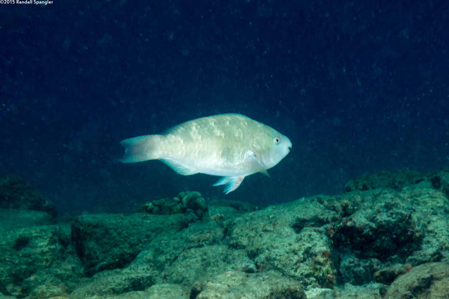 Scarus psittacus (Palenose Parrotfish)