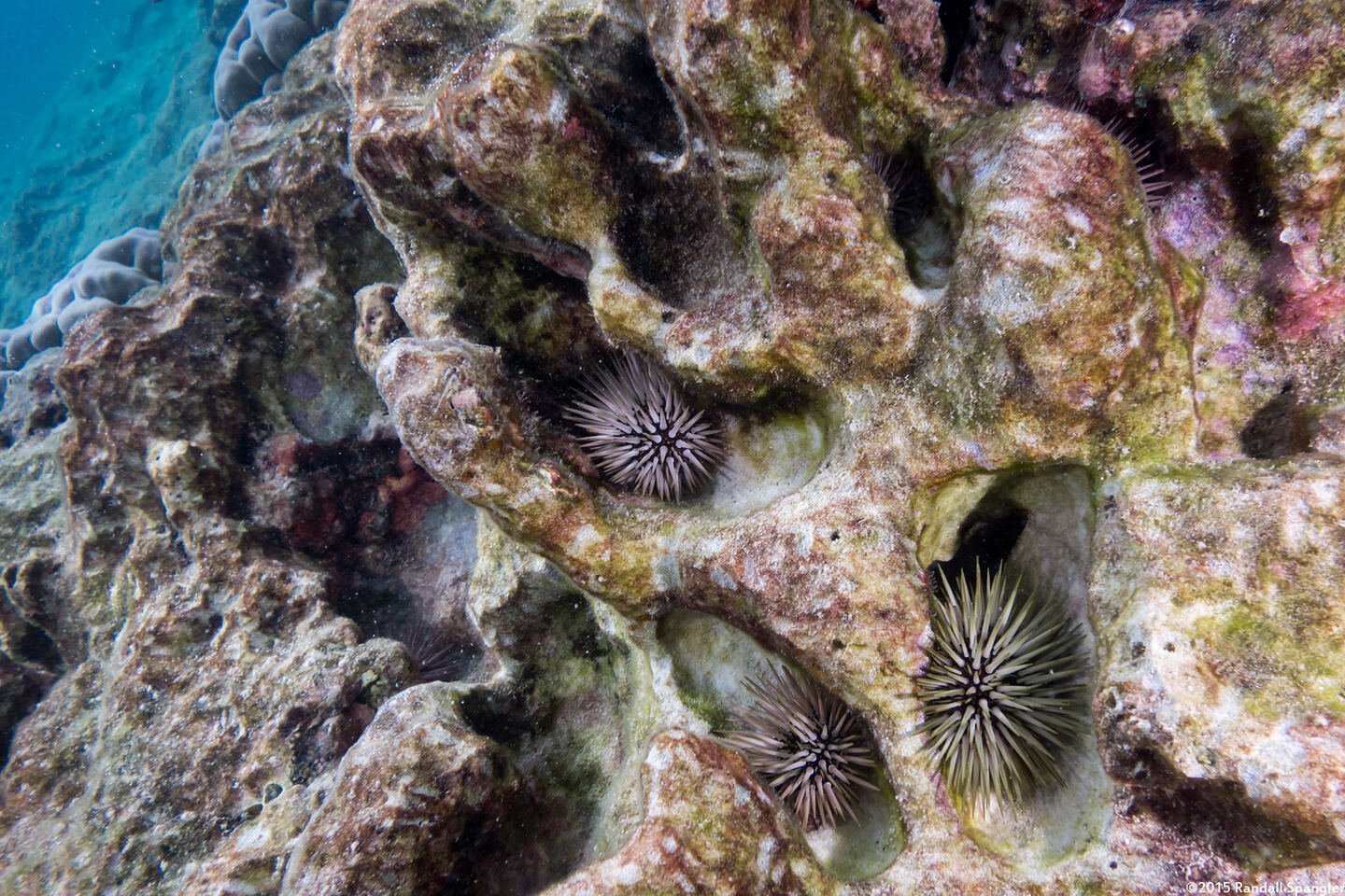 Echinometra mathaei (Rock-Boring Urchin)