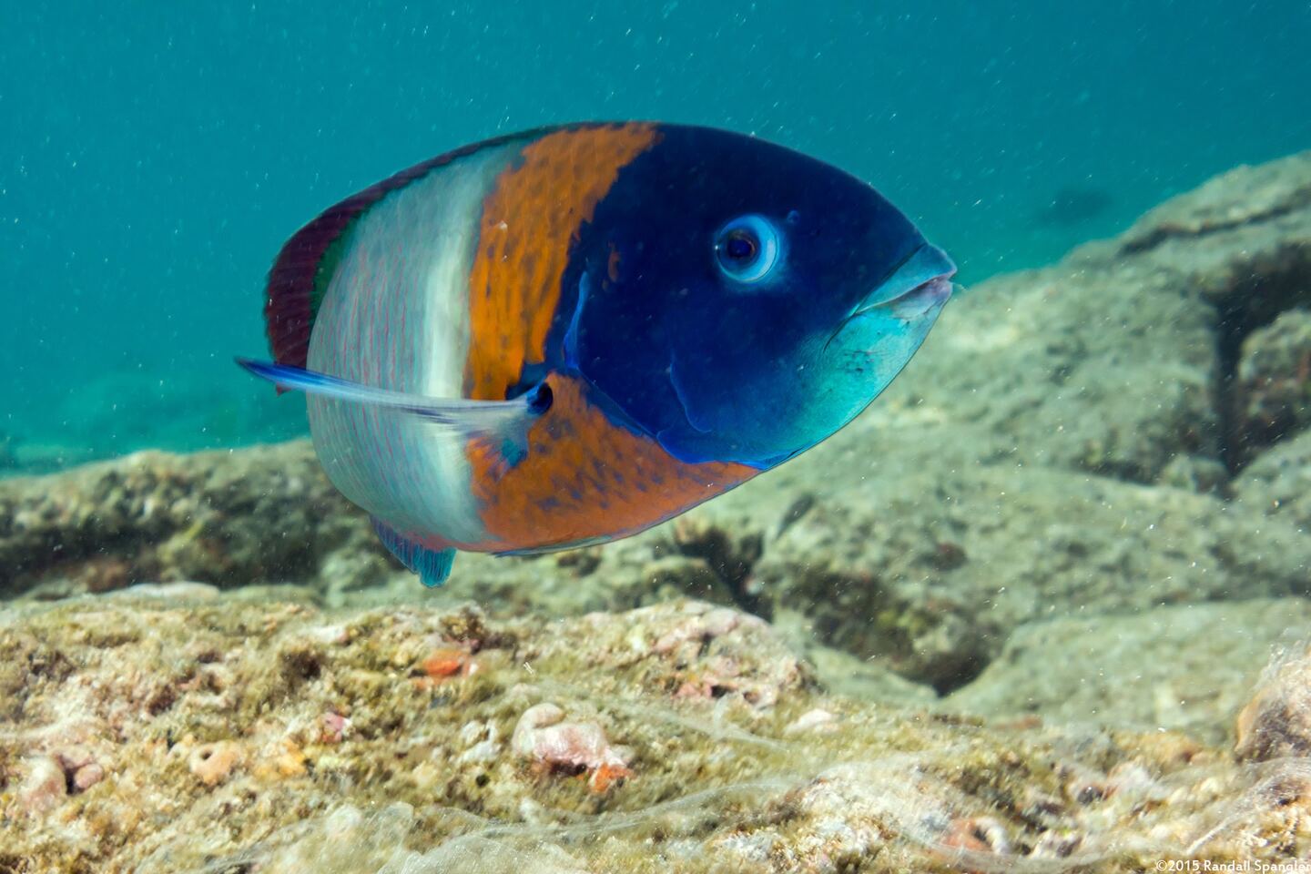 Thalassoma duperrey (Saddle Wrasse)