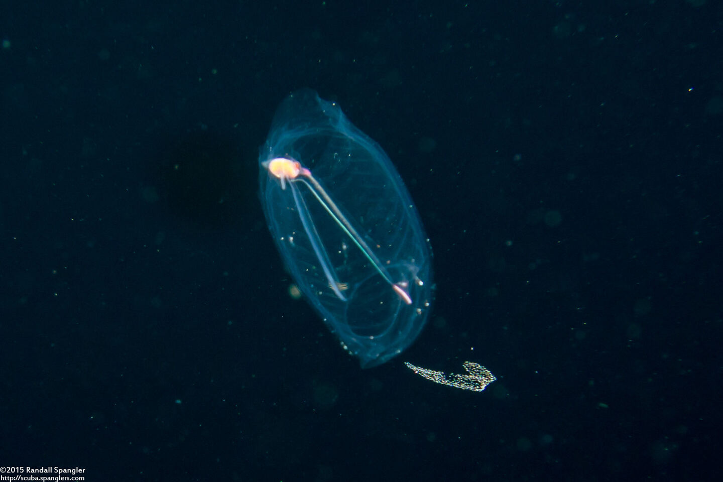 Salpa fusiformis (Common Salp)