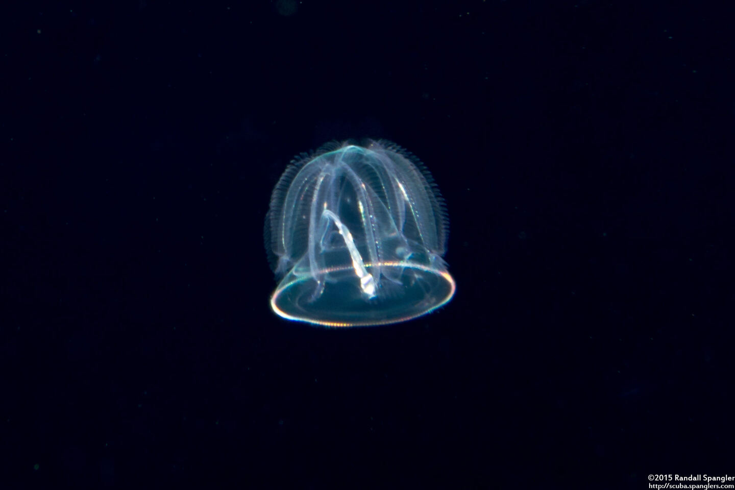 Class Enteropneusta (Larval Acorn Worm)