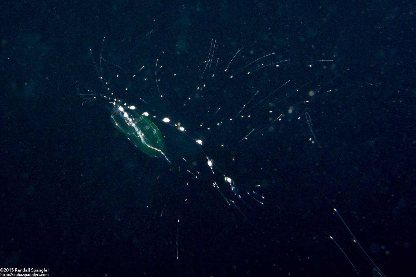 Chelophyes appendiculata (Chelophyes Appendiculata)