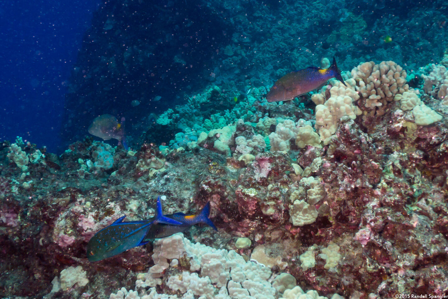Parupeneus cyclostomus (Goldsaddle Goatfish)