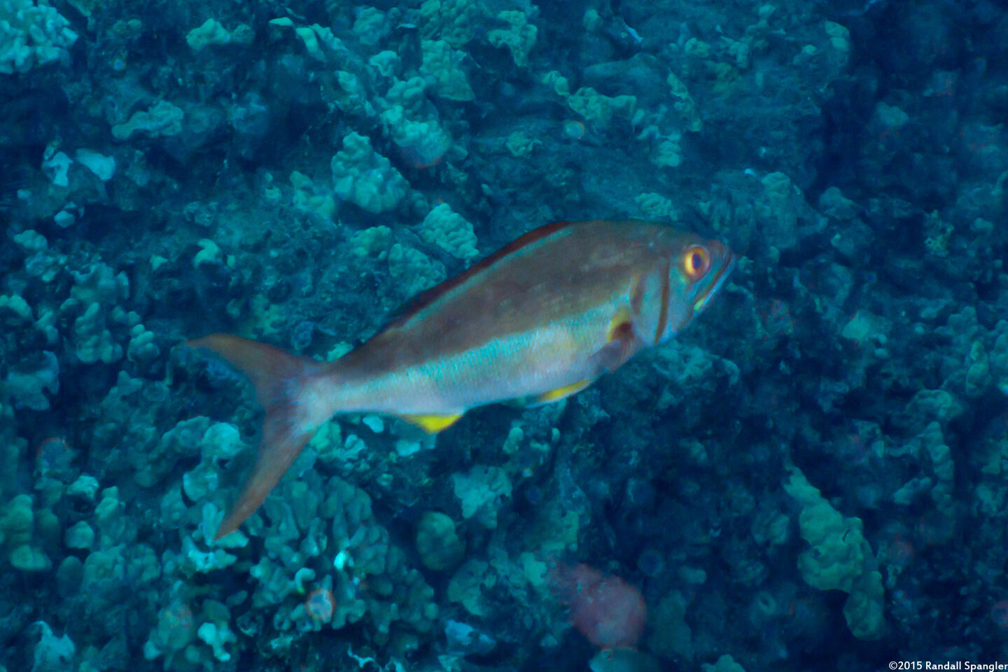 Aphareus furca (Smalltooth Jobfish)