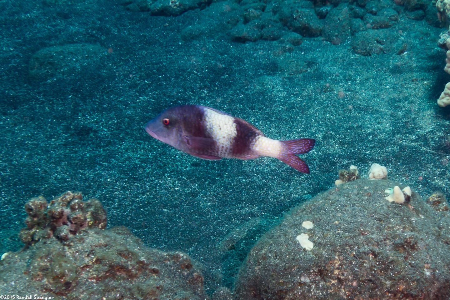 Parupeneus insularis (Island Goatfish)