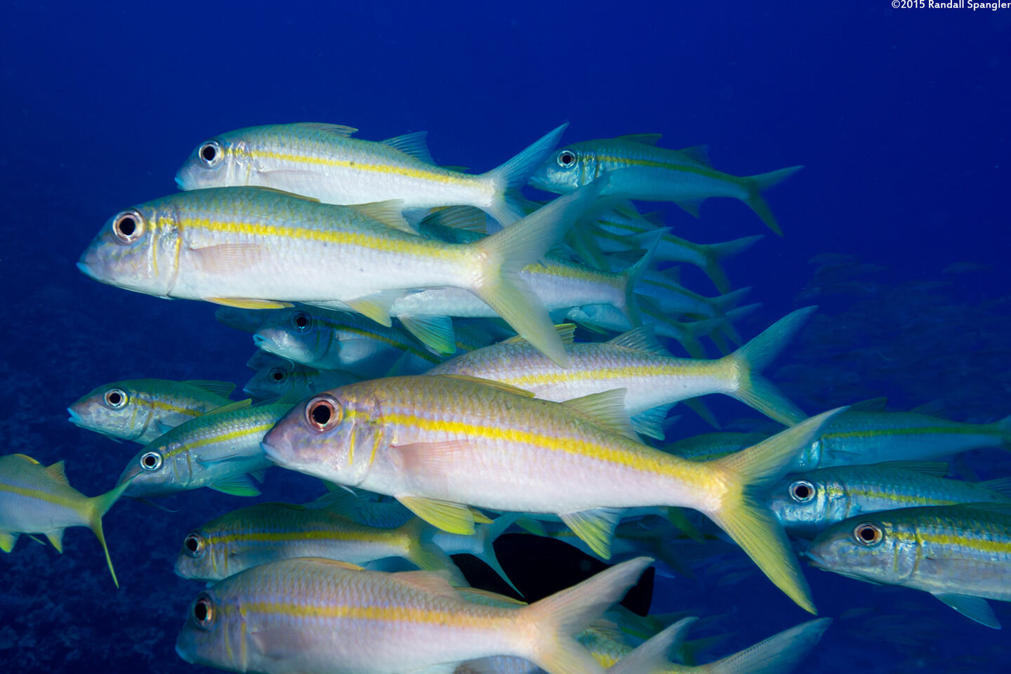 Mulloidichthys vanicolensis (Yellowfin Goatfish)