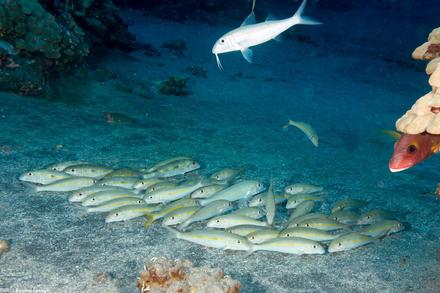 Mulloidichthys vanicolensis (Yellowfin Goatfish); Hanging out at the bottom