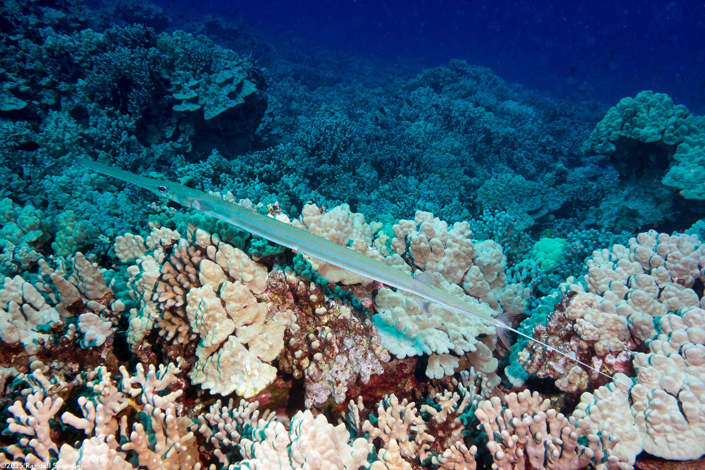 Fistularia commersonii (Bluespotted Cornetfish)