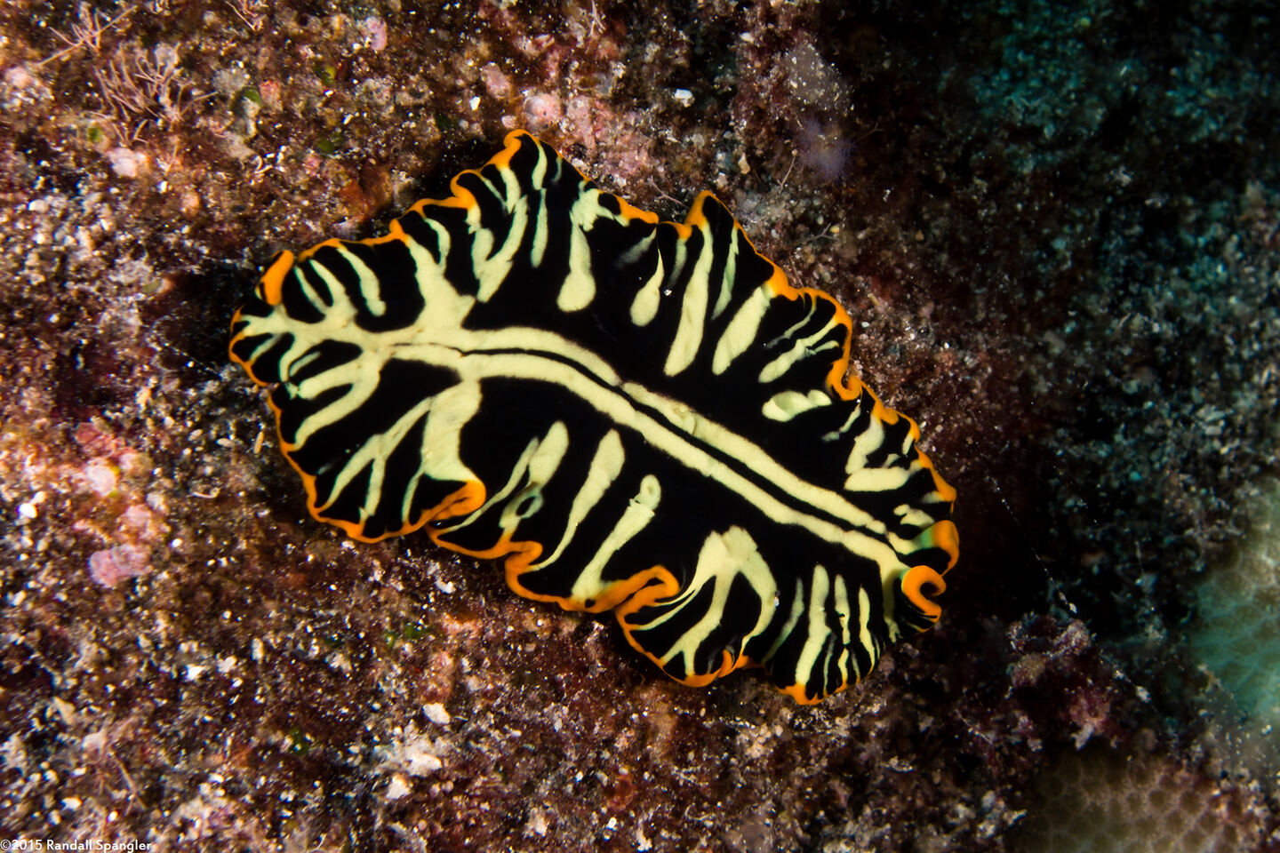 Pseudoceros dimidiatus (Divided Flatworm)