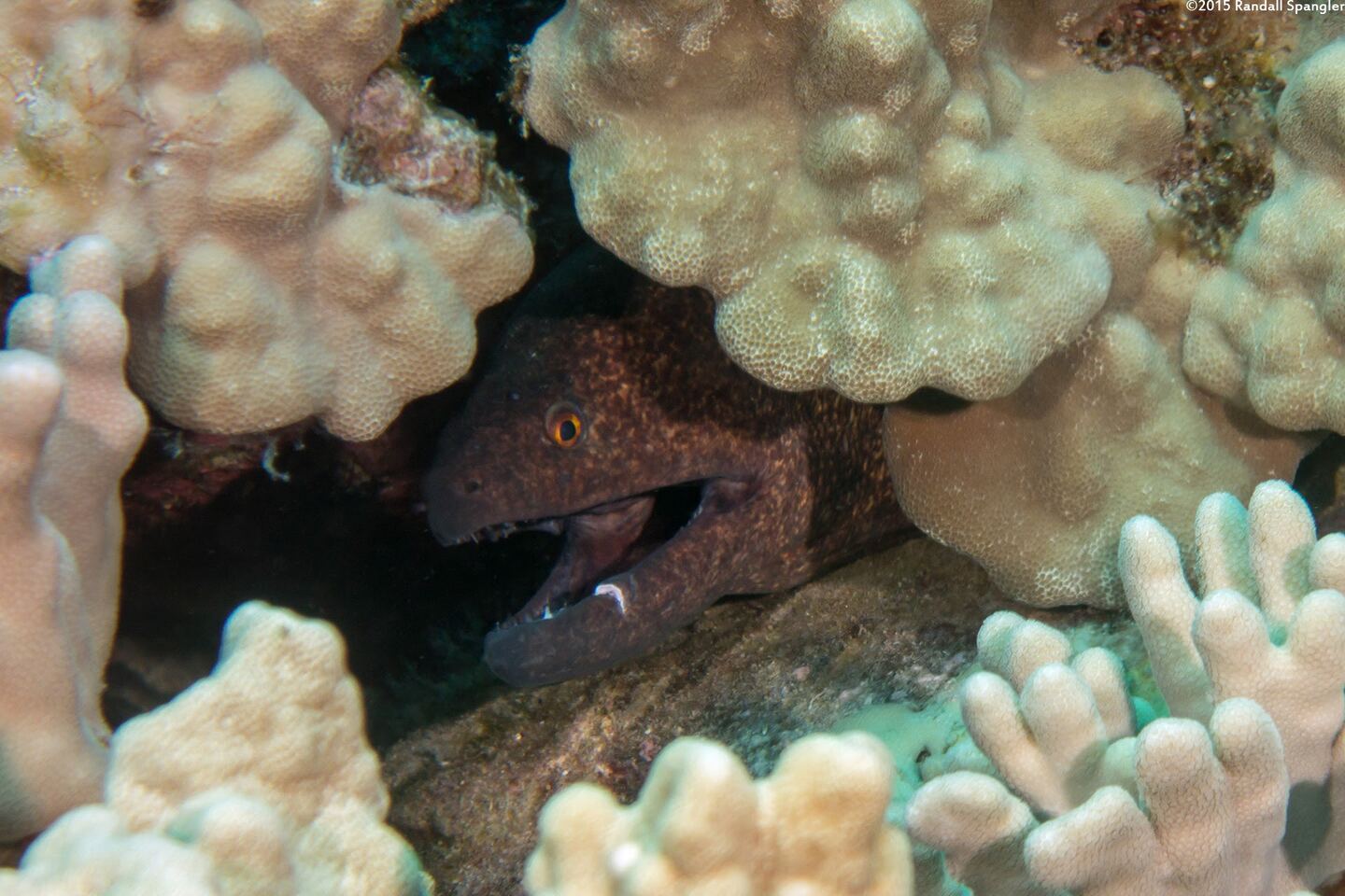 Gymnothorax flavimarginatus (Yellowmargin Moray)