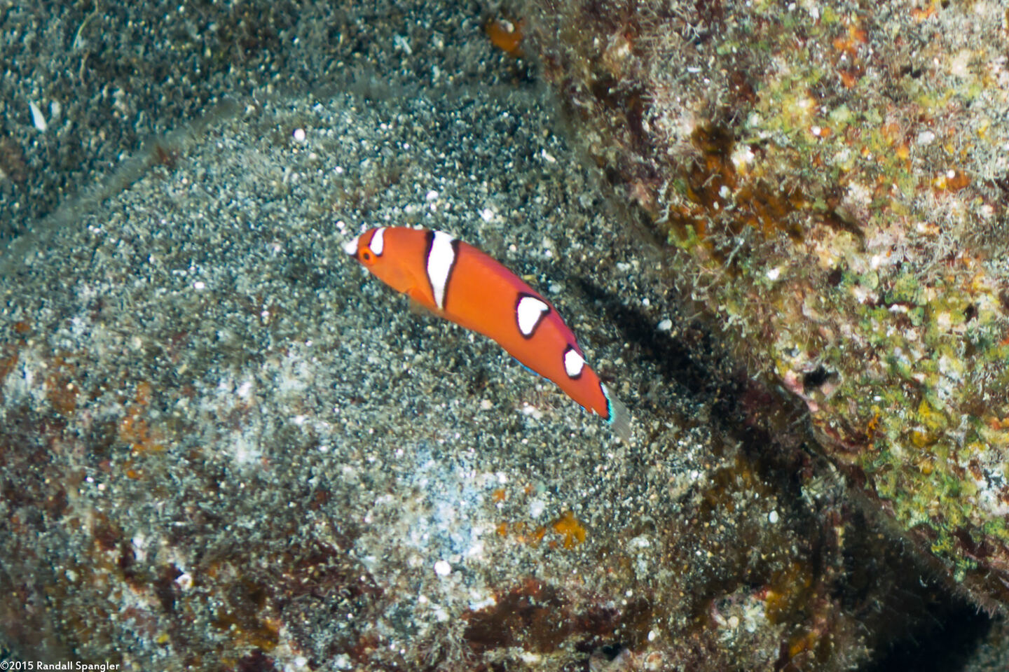 Coris gaimard (Yellowtail Coris)