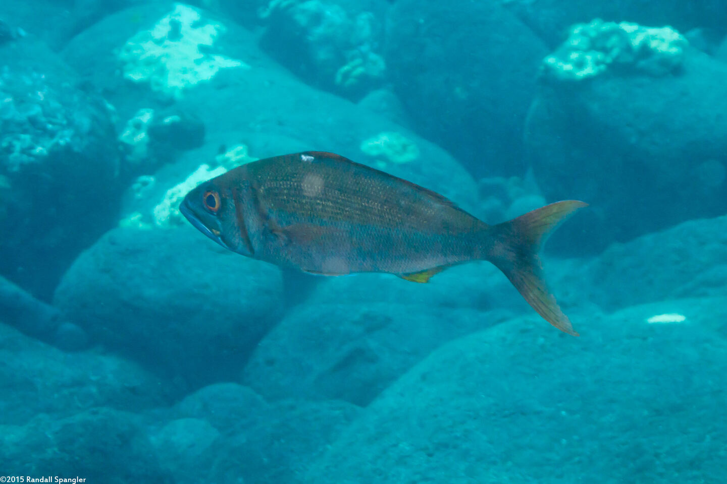 Aphareus furca (Smalltooth Jobfish)