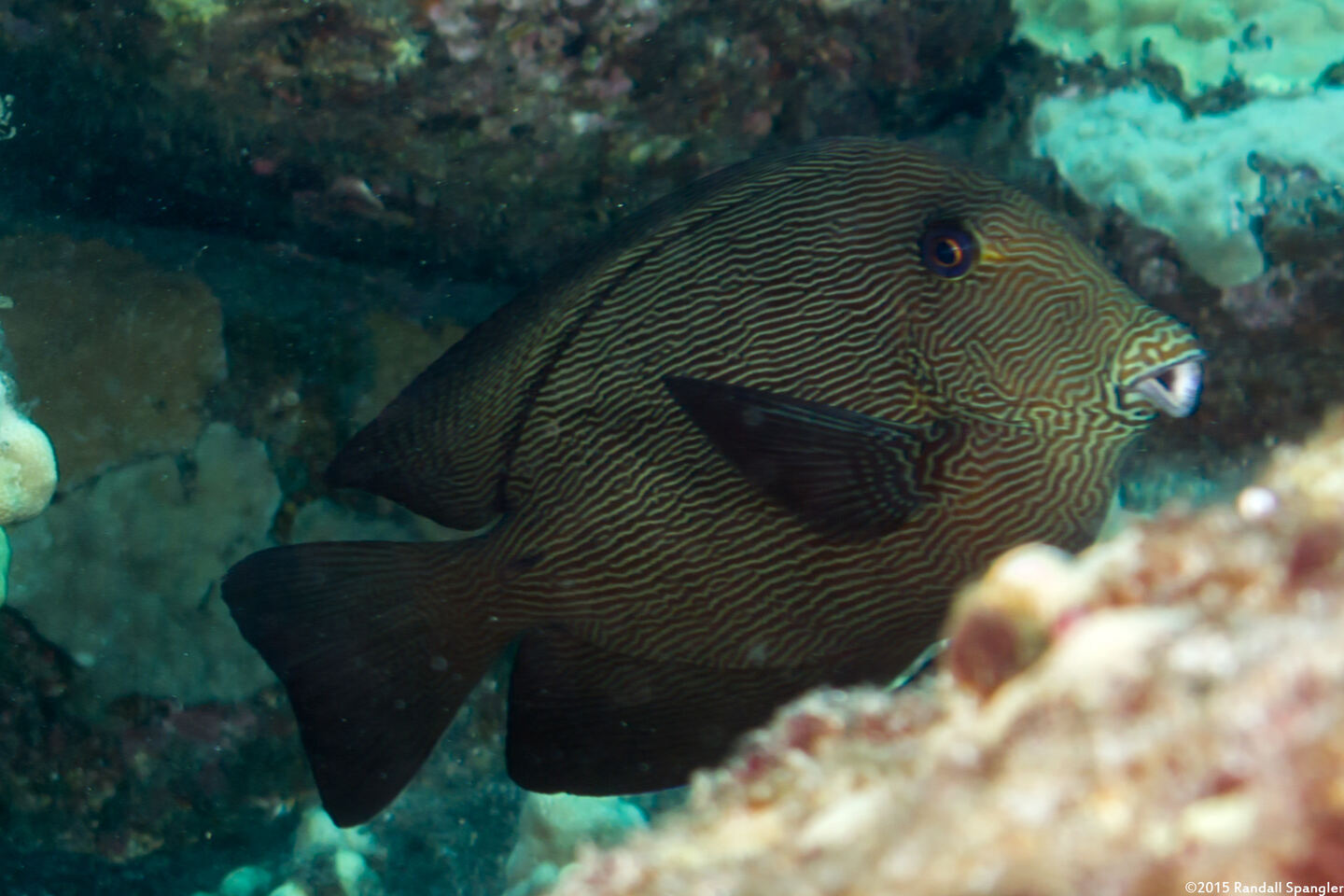 Ctenochaetus hawaiiensis (Black Surgeonfish)