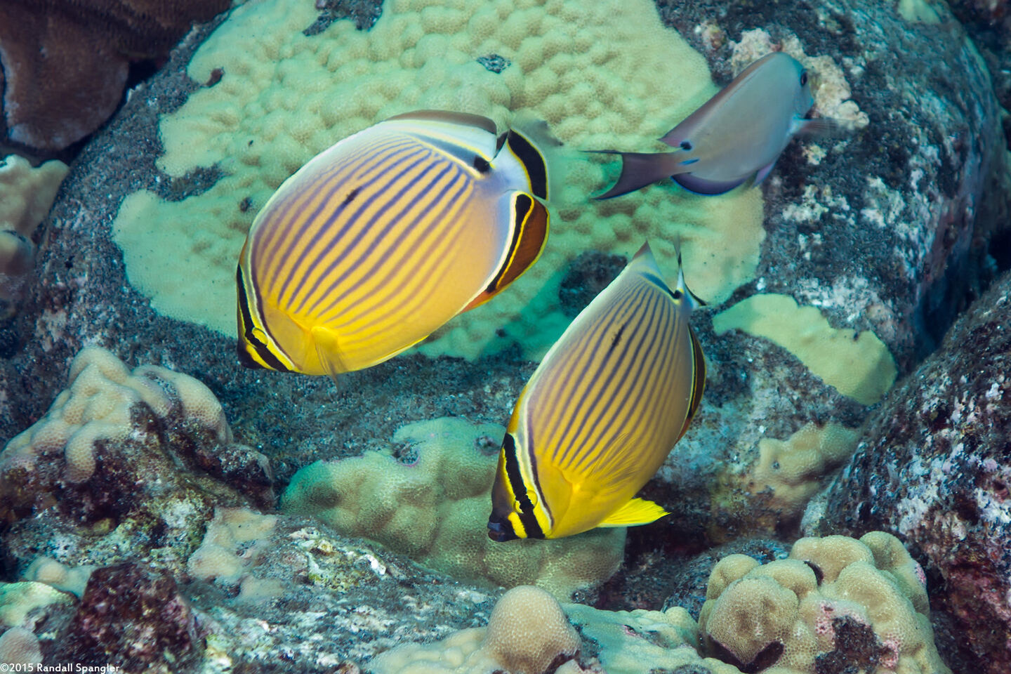 Chaetodon lunulatus (Redfin Butterflyfish)